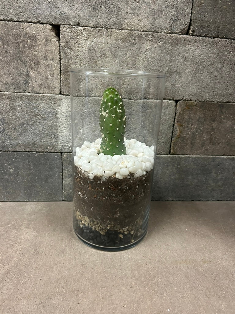 Oasis Plant Creations