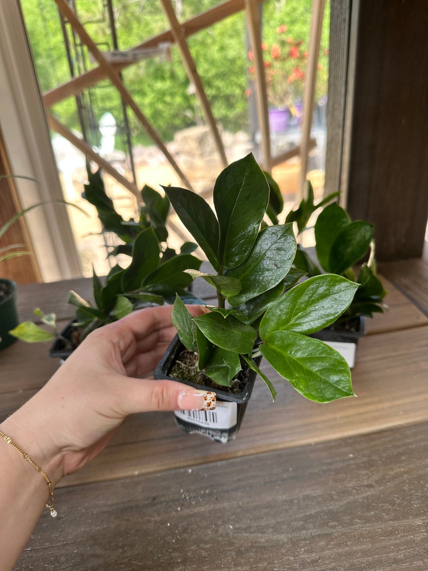 ZZ Plant (Zamioculcas Zamiifolia)