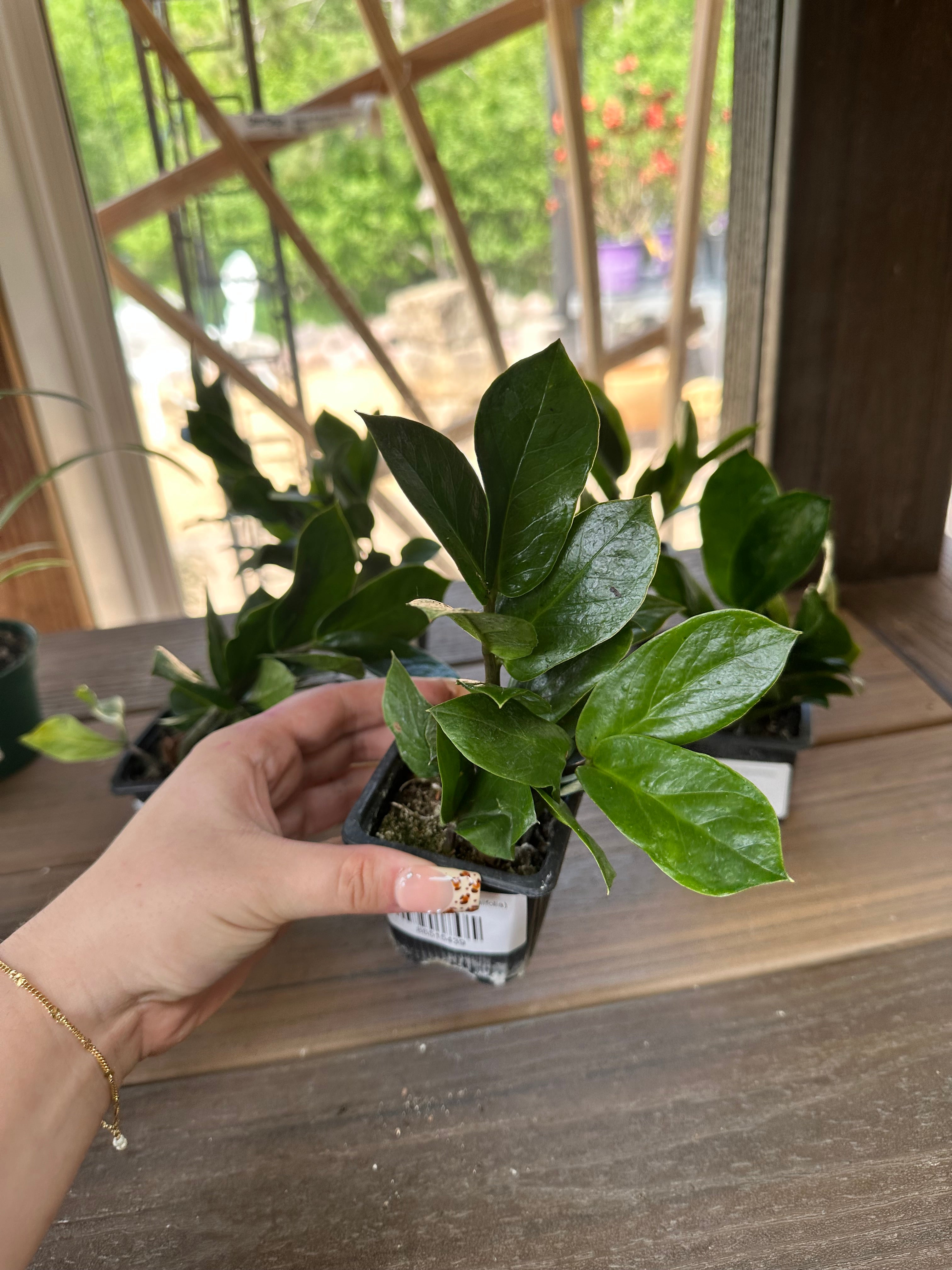 ZZ Plant (Zamioculcas Zamiifolia)