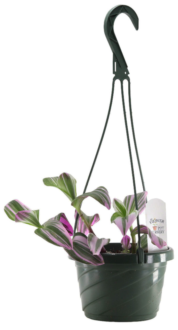 Tradescantia Hanging Basket
