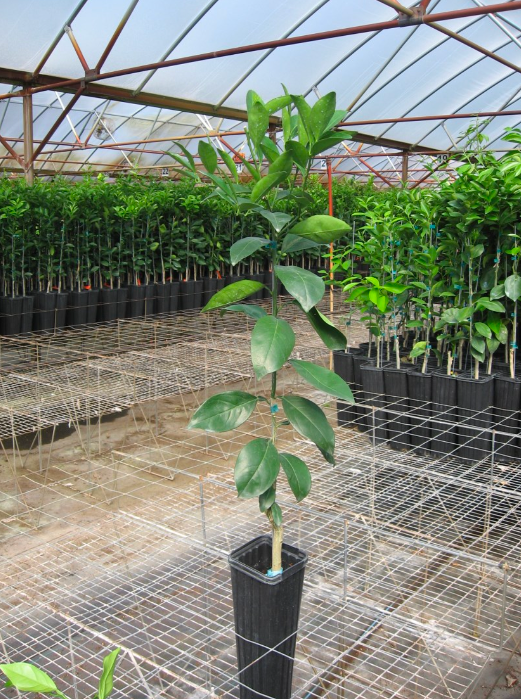 Pink Variegated Lemon