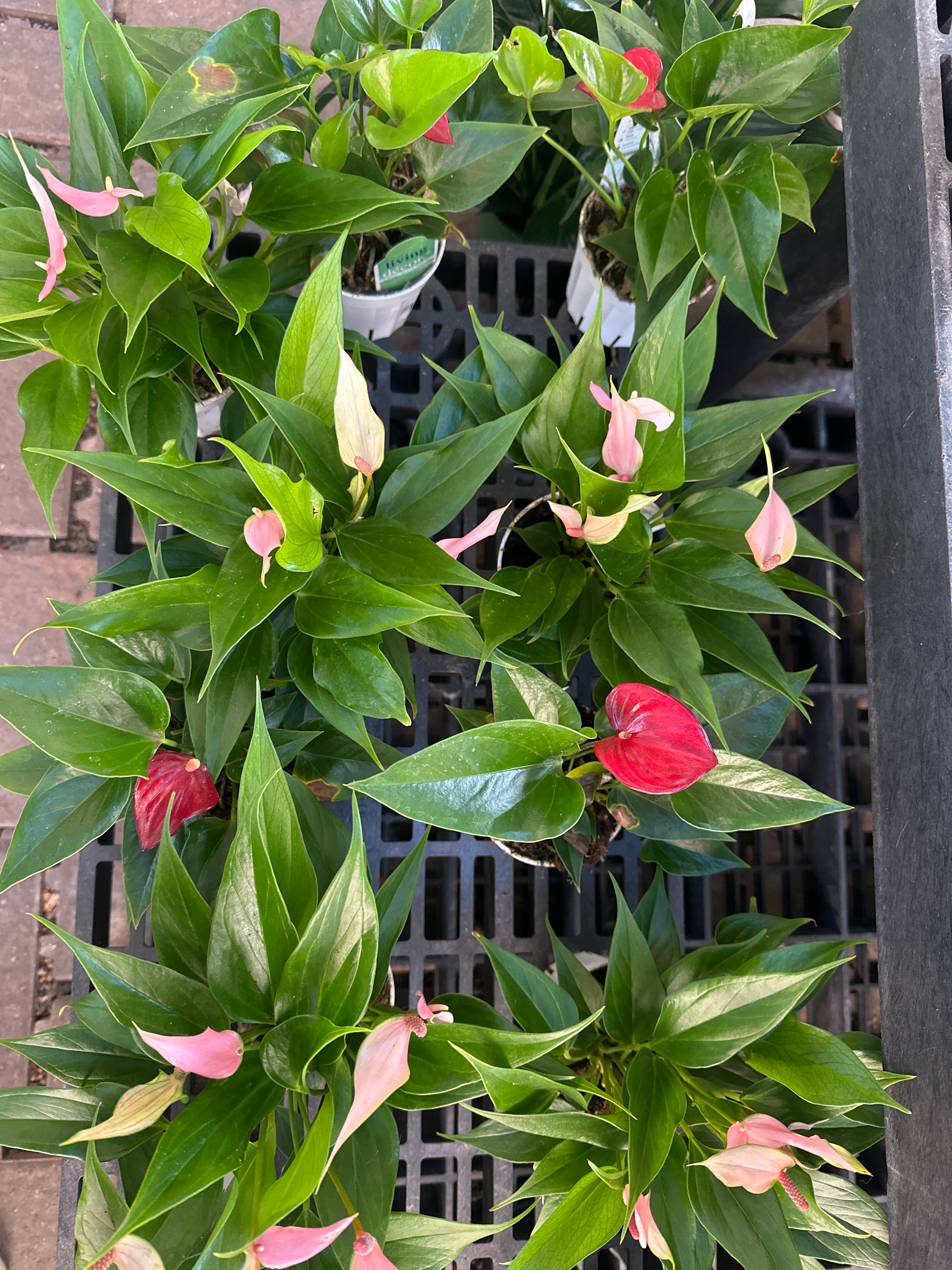 4" Anthurium