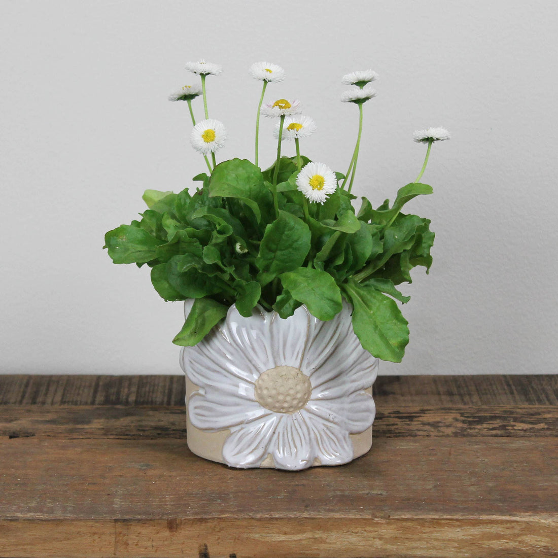 Daisy Planter