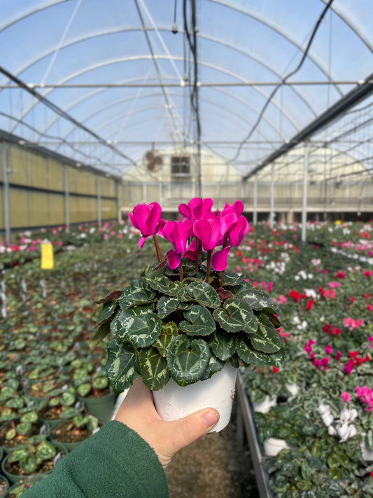 Blooming Cyclamen