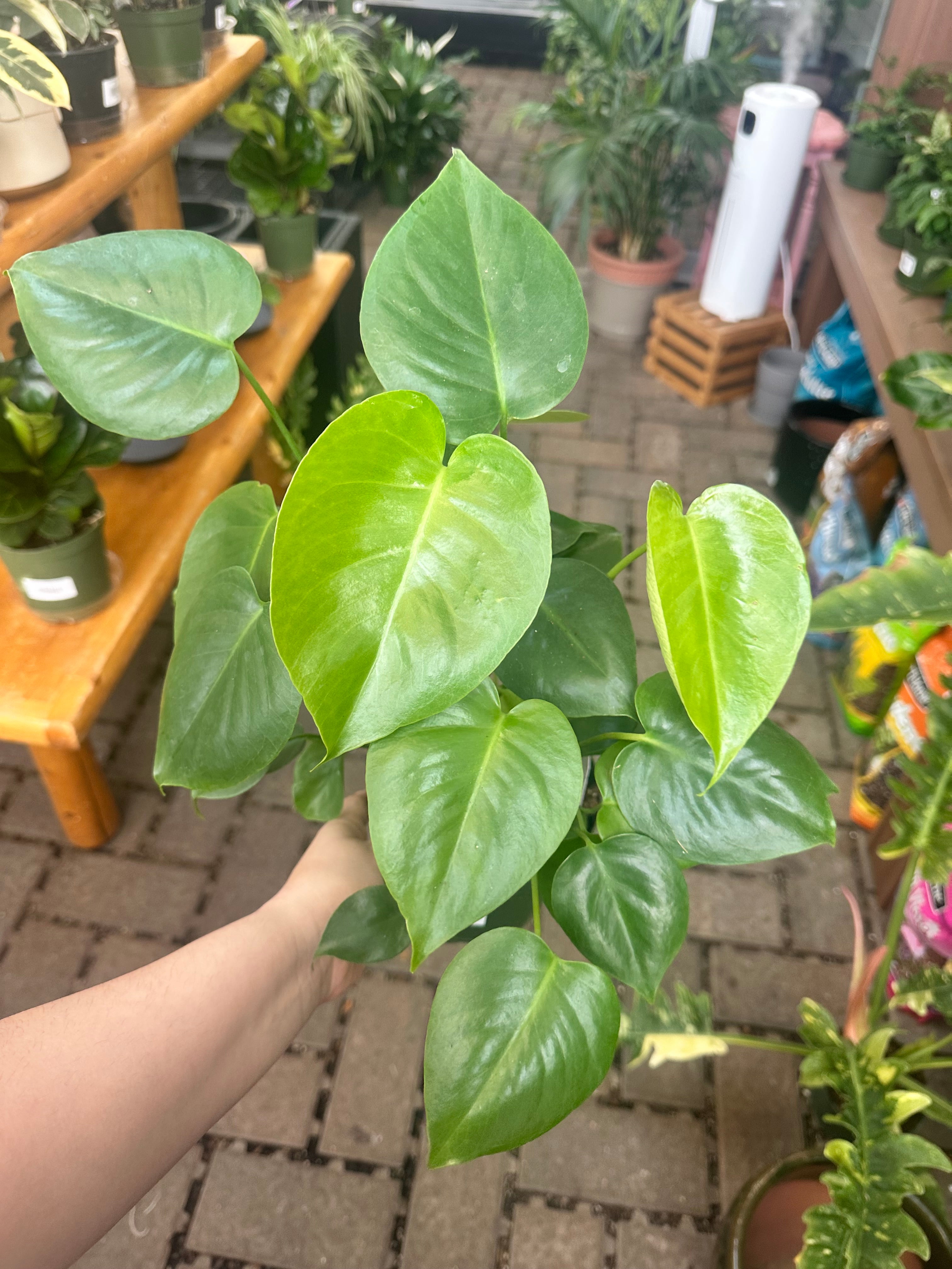 6" Monstera