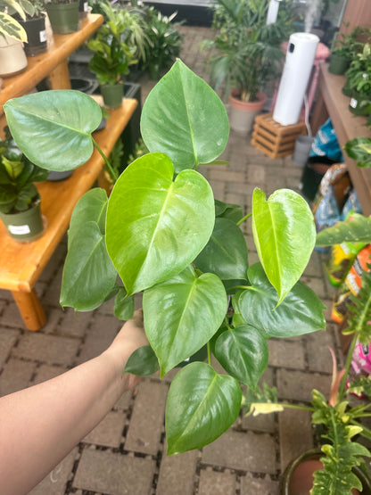 6" Monstera