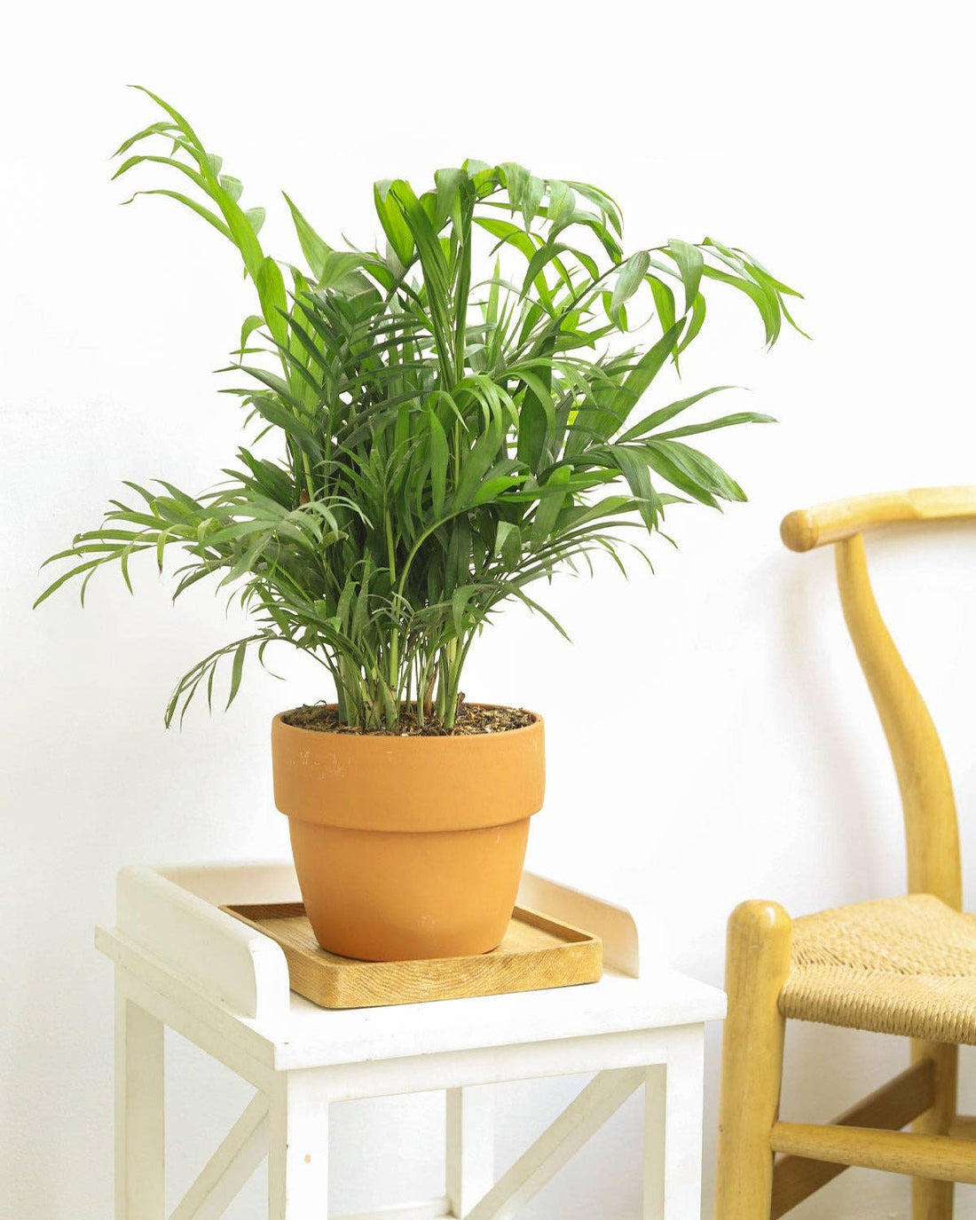 Terracotta Plant Pot