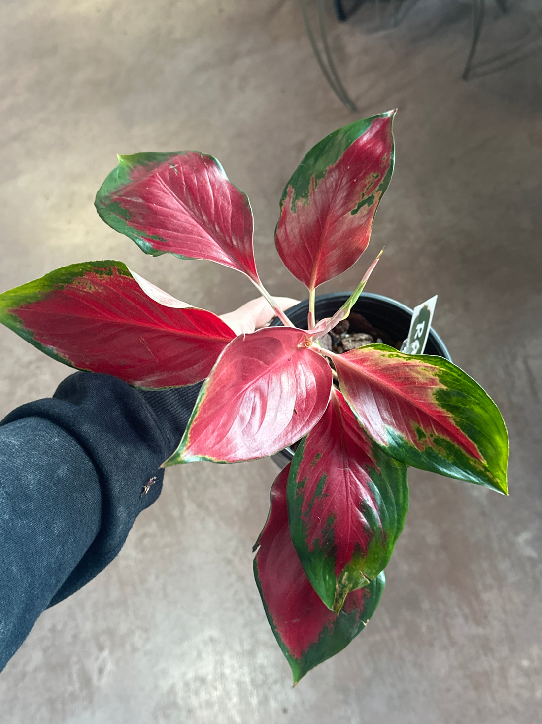 Aglaonema Suksom Jaipong
