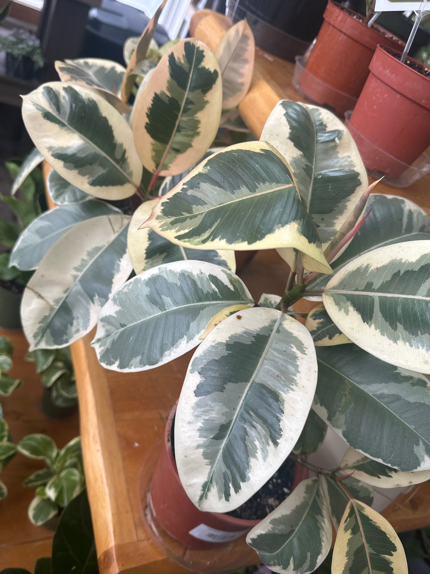 6" Ficus Tineke