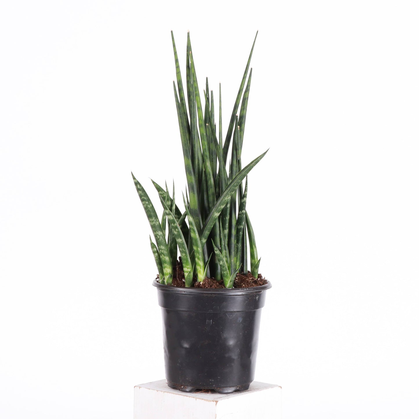 Sansevieria Fernwood