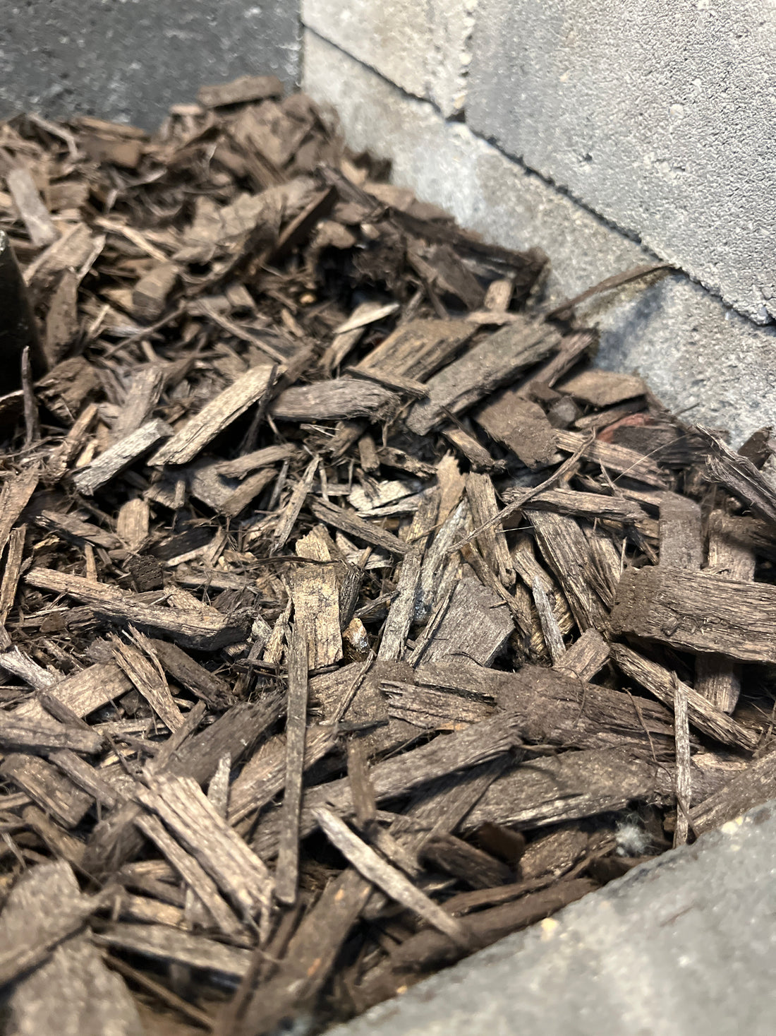 Chocolate Mulch