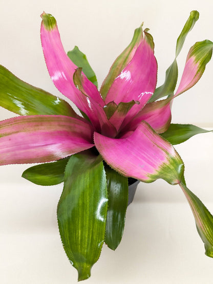 Bromeliad &