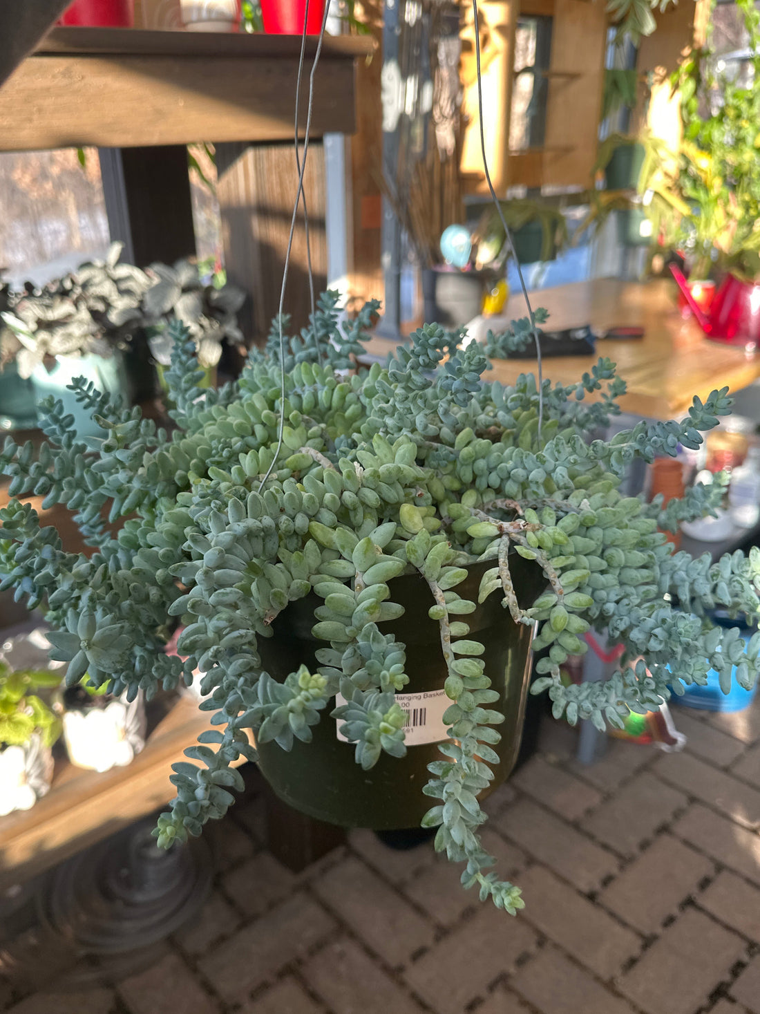 Burro Tail 8" Hanging Basket