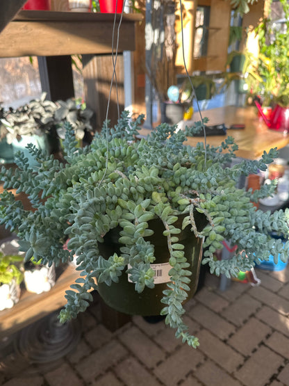 Burro Tail 8" Hanging Basket