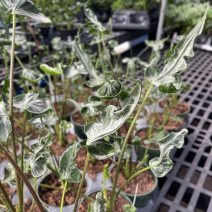 Alocasia Teletubbie Plant