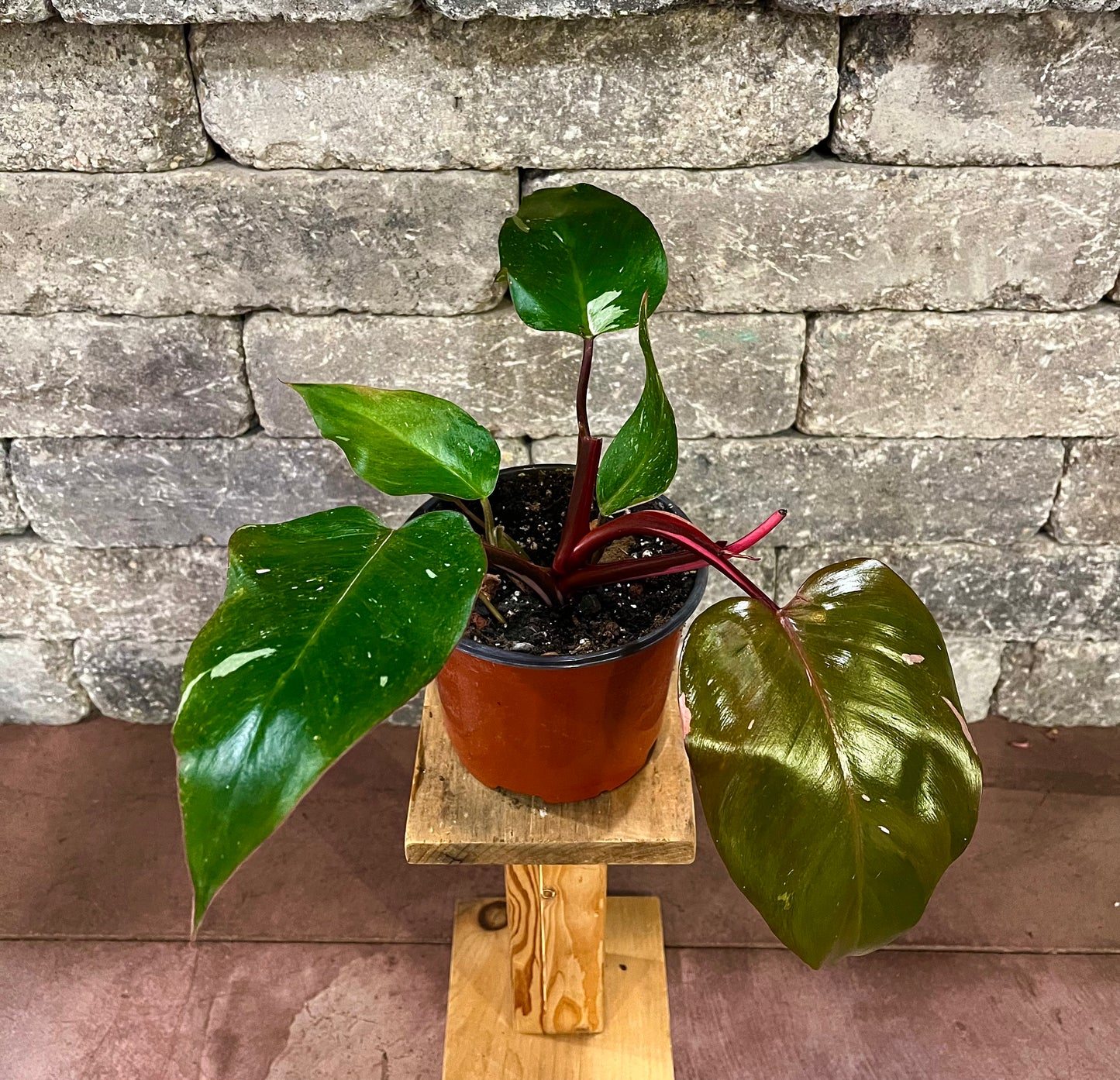 Philodendron Pink Princess