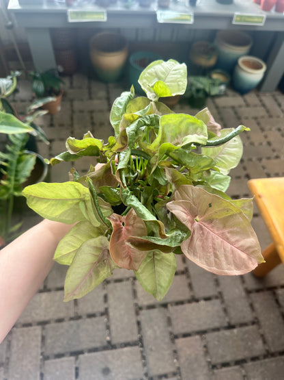 Pink Butterfly Syngonium