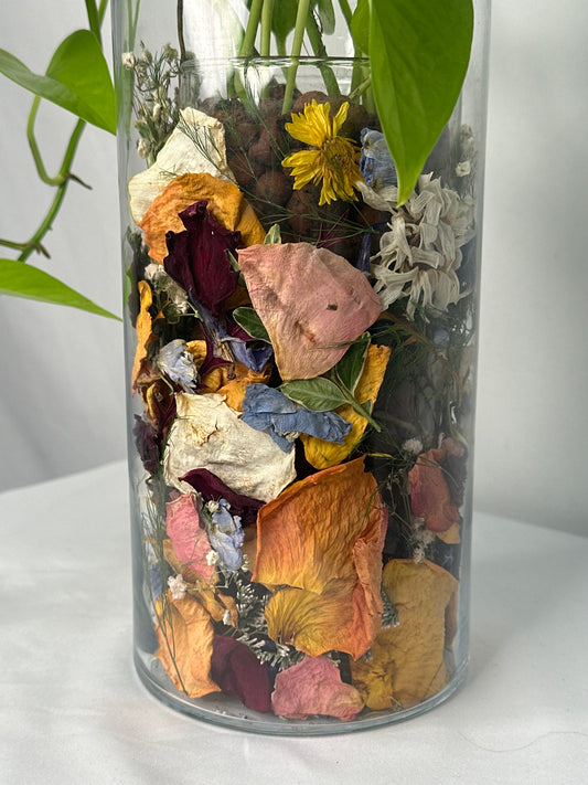 Hydroponic Golden Pothos Vase