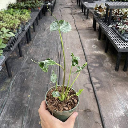 Alocasia Teletubbie Plant