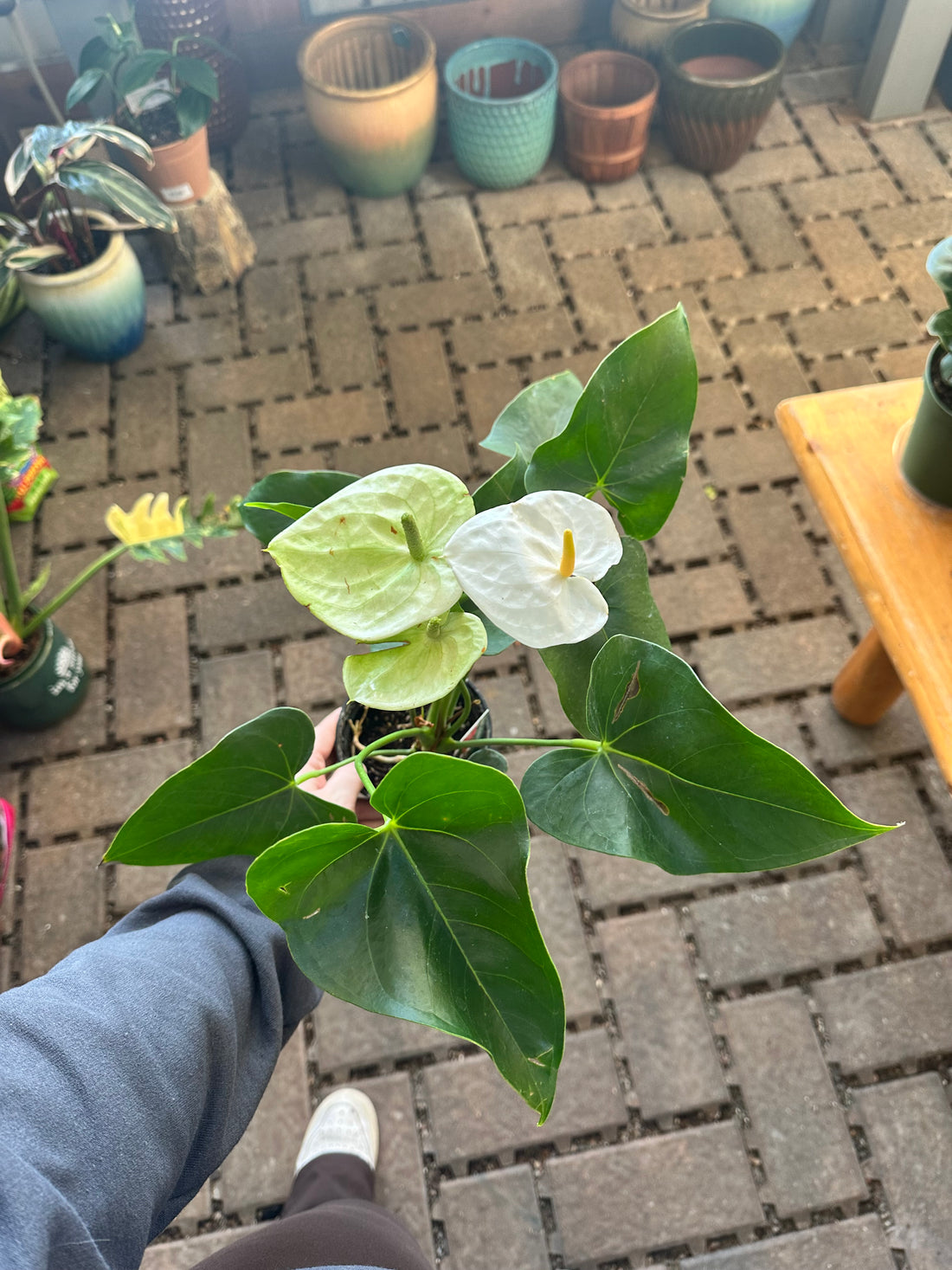 White Anthurium