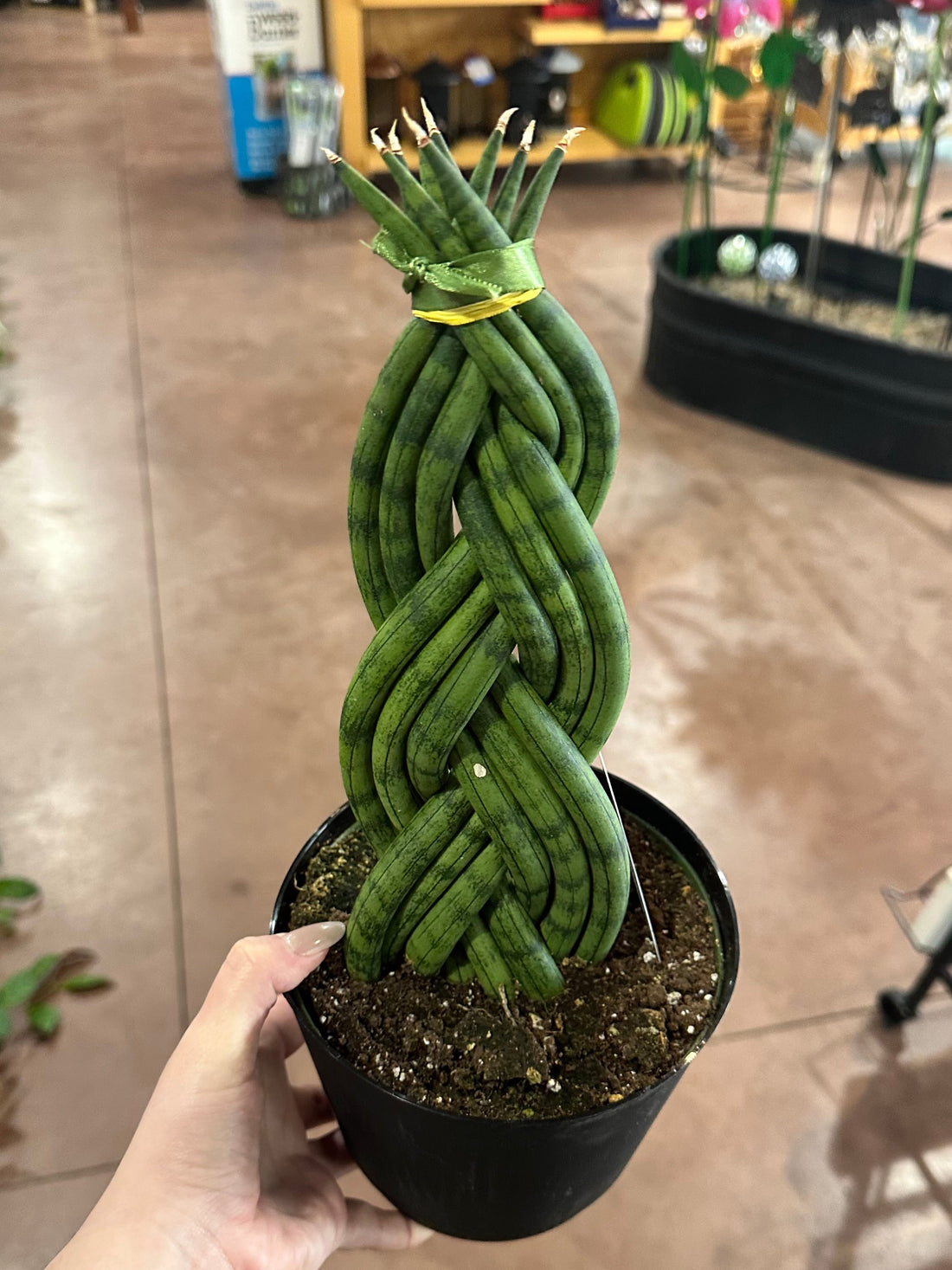 6" Braided Snake Plant