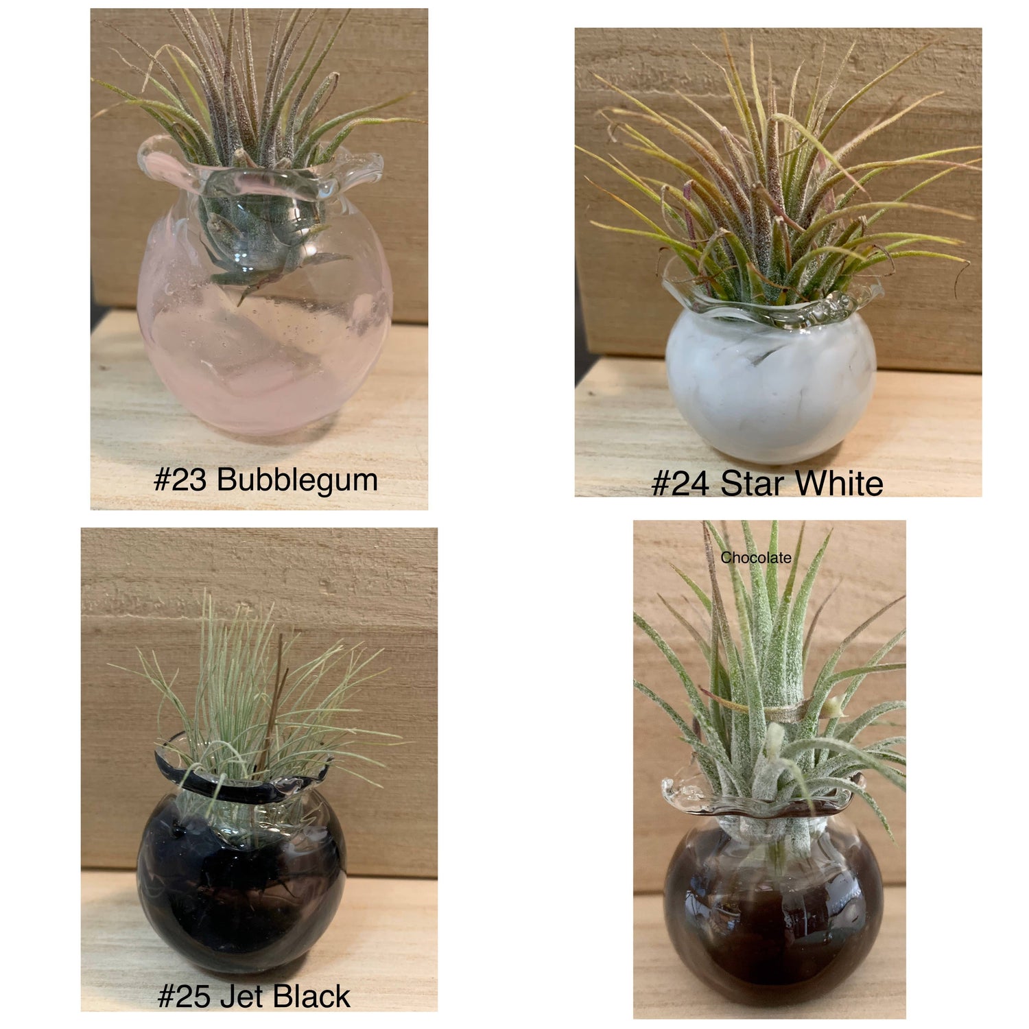 Jellyfish Glass Vessels with Air Plant