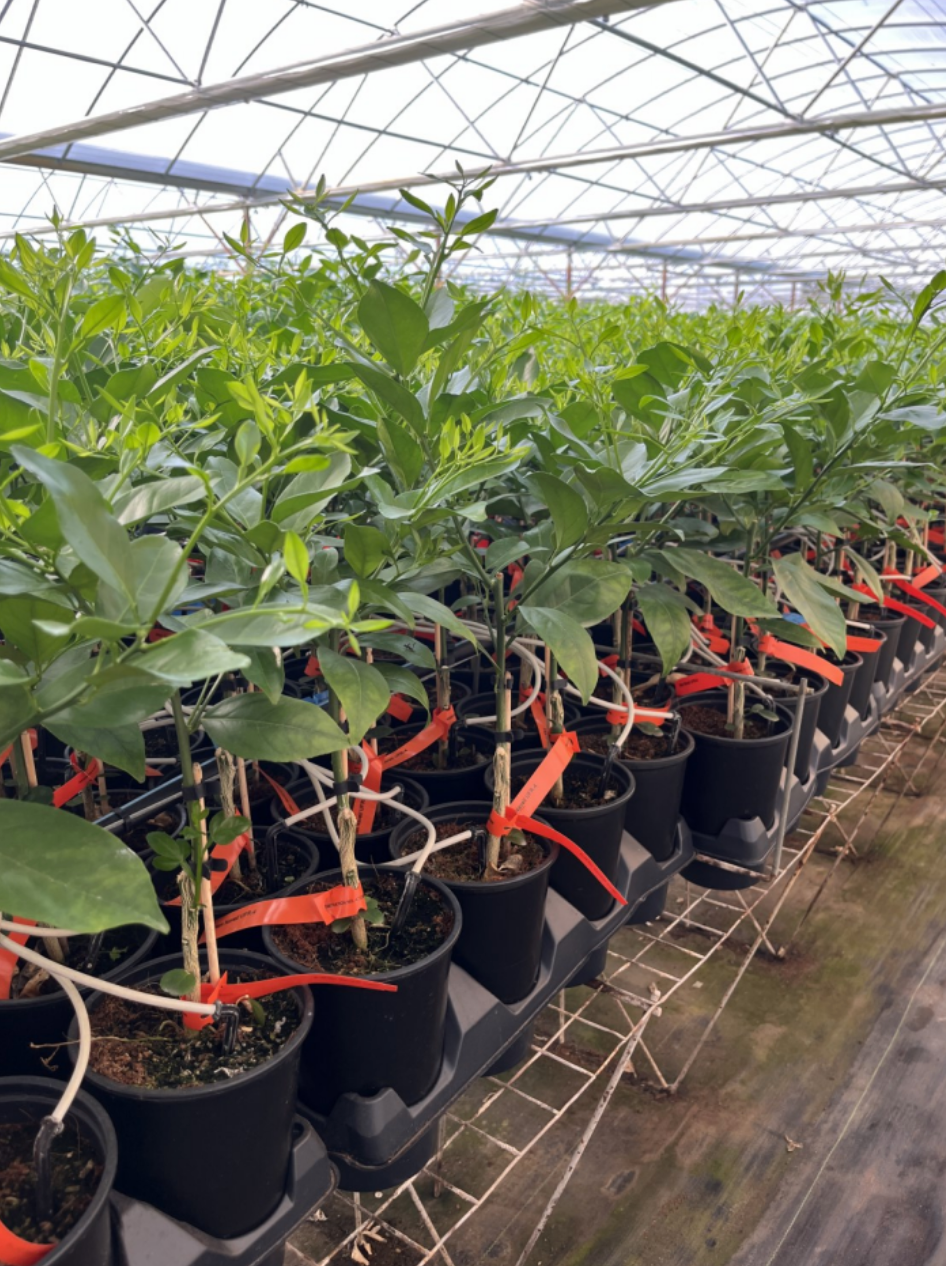 Navel Orange Tree