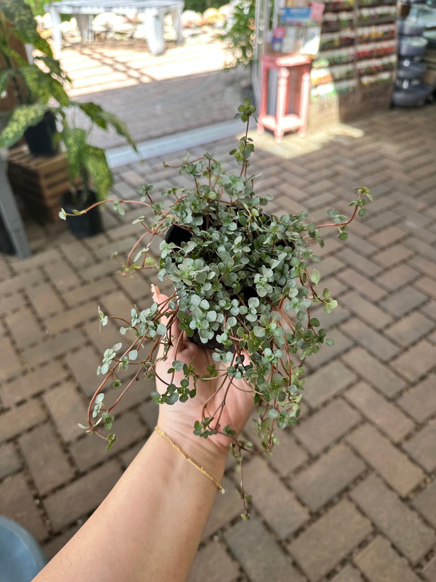 Nettle Silver Sparkle