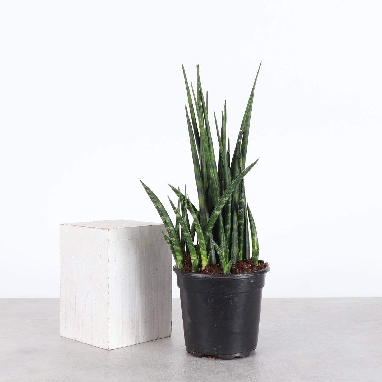 Sansevieria Fernwood