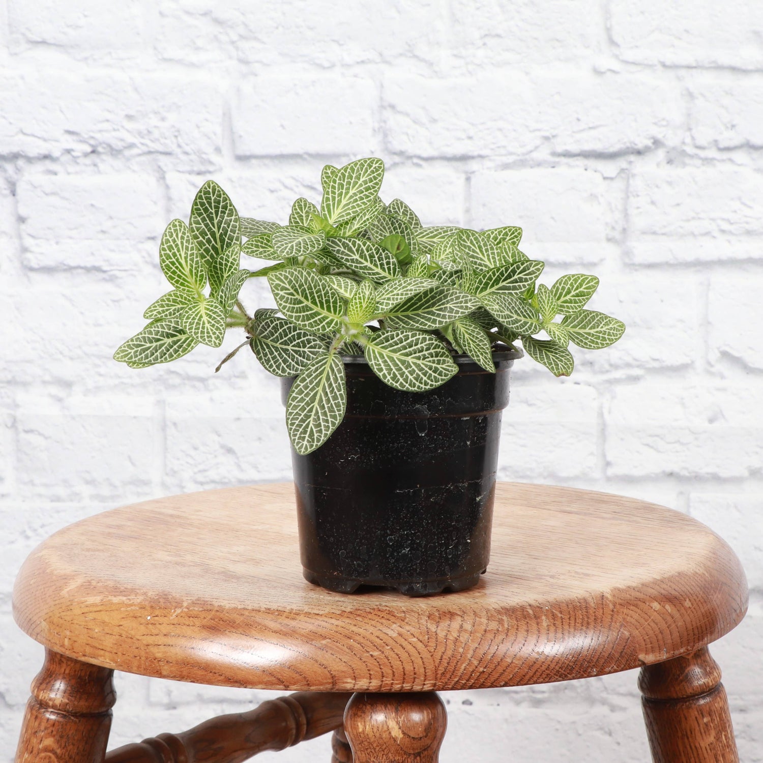 White Fittonia Nerve Plant