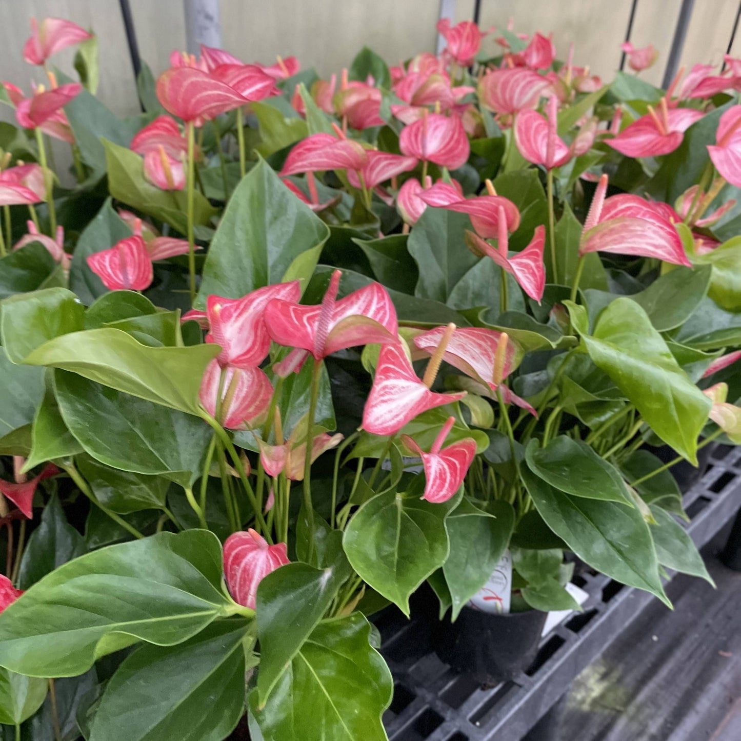 Candy Cane Anthurium
