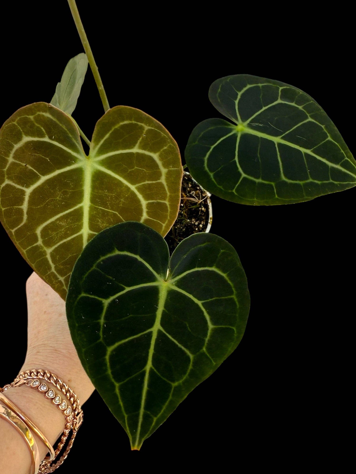 Anthurium Clarinevium ‘Dark Form’