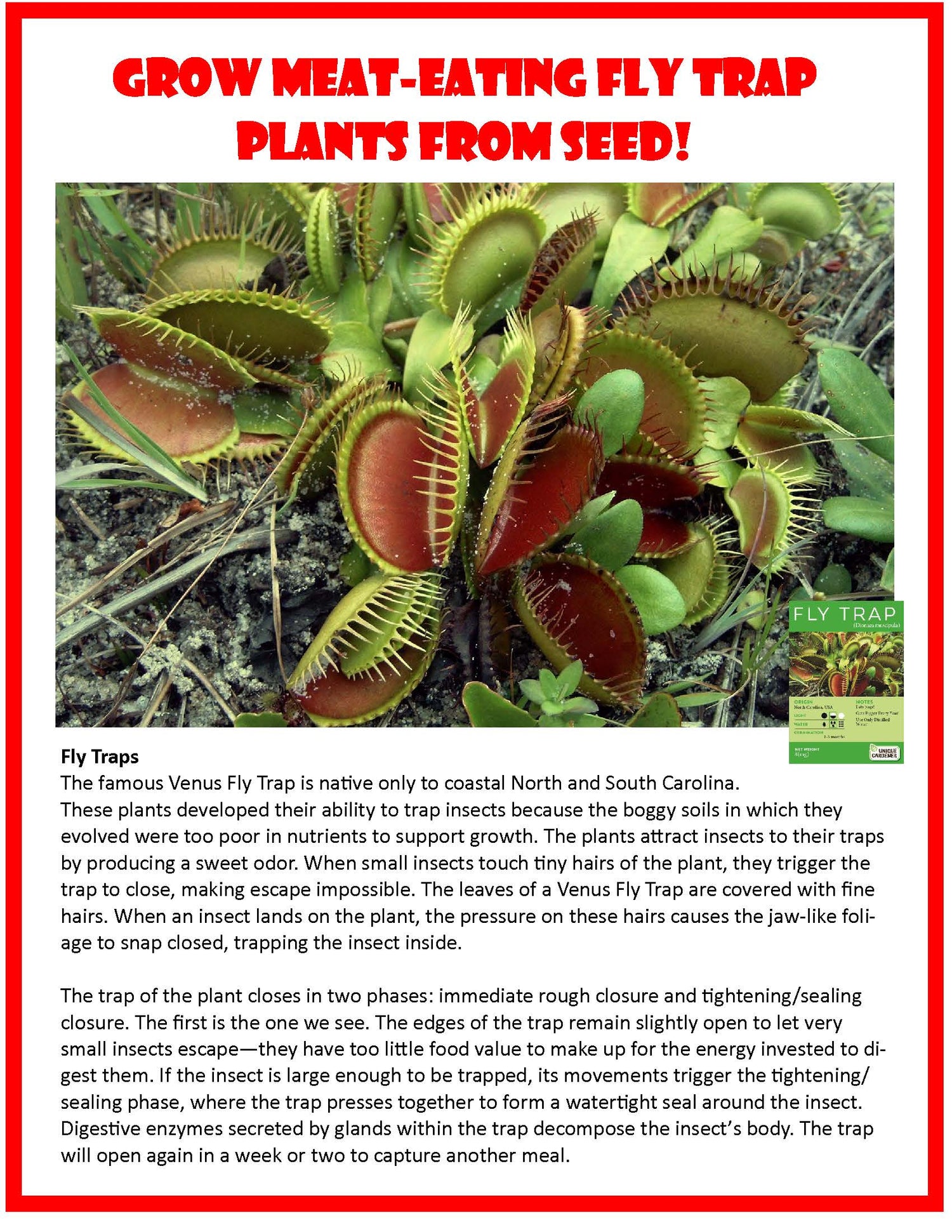 Flytraps Seed Square Terrarium