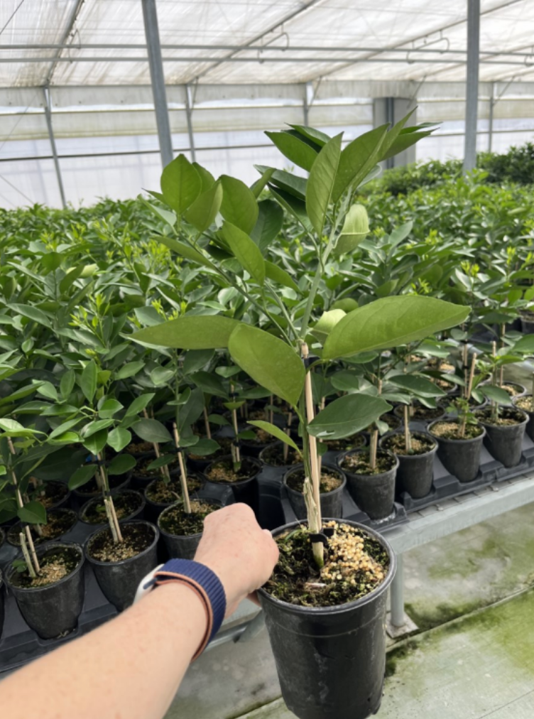 Navel Orange Tree