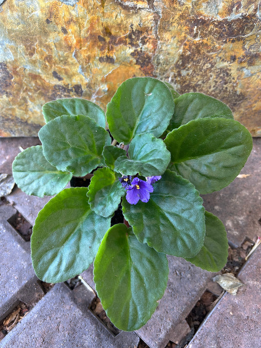 African Violets