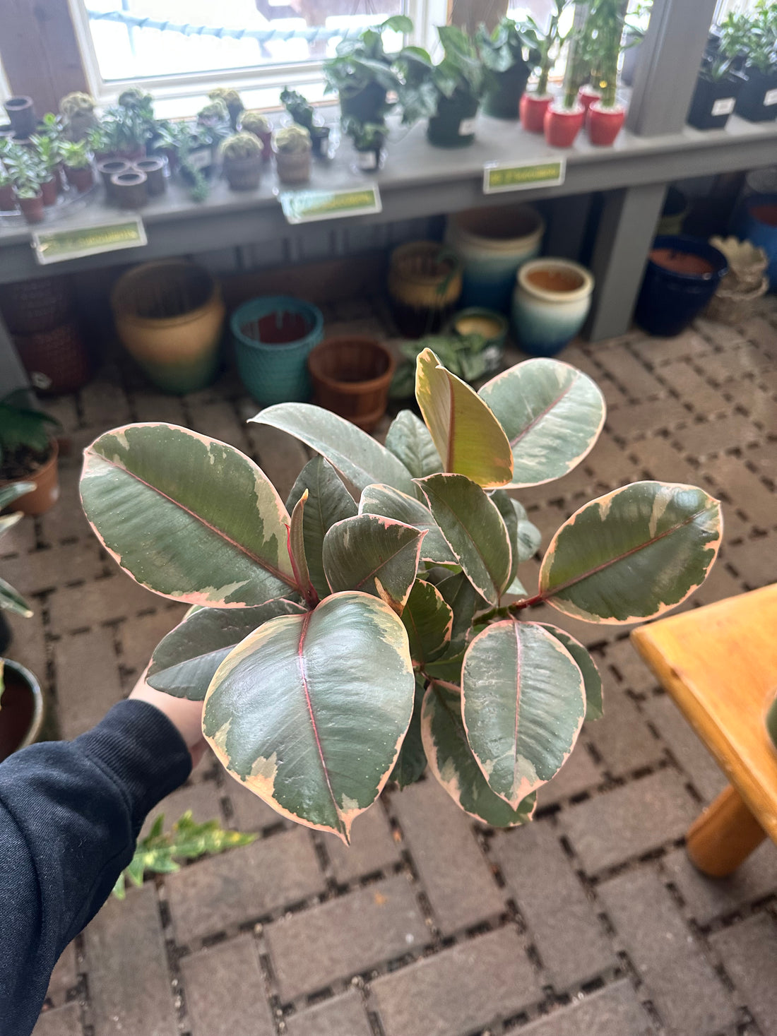 6" Ruby Ficus