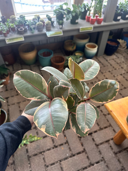 6" Ruby Ficus