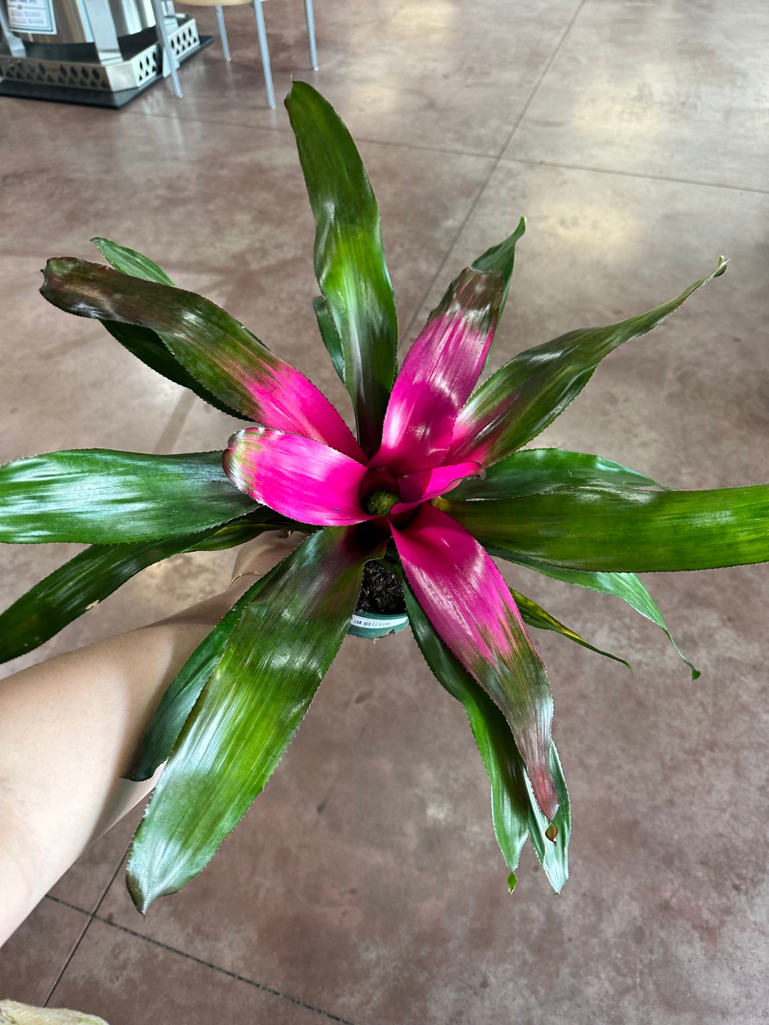 Bromeliad &