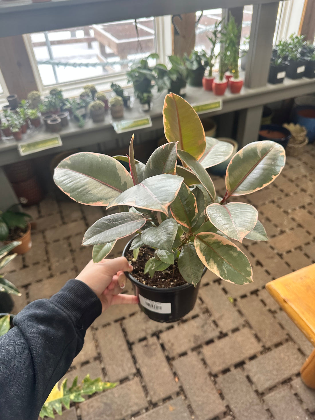 6" Ruby Ficus