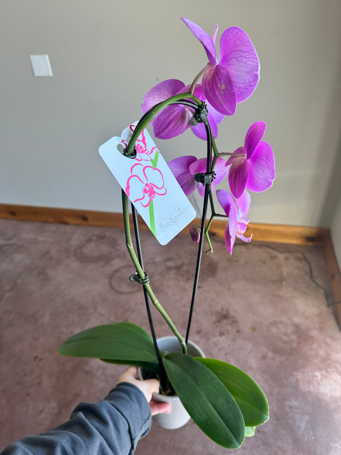 5" Waterfall Orchid