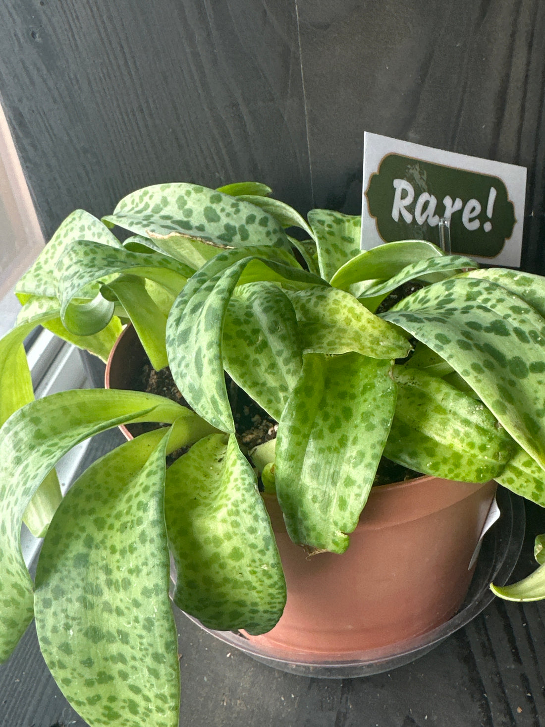 Variegated Resnova Humifusa
