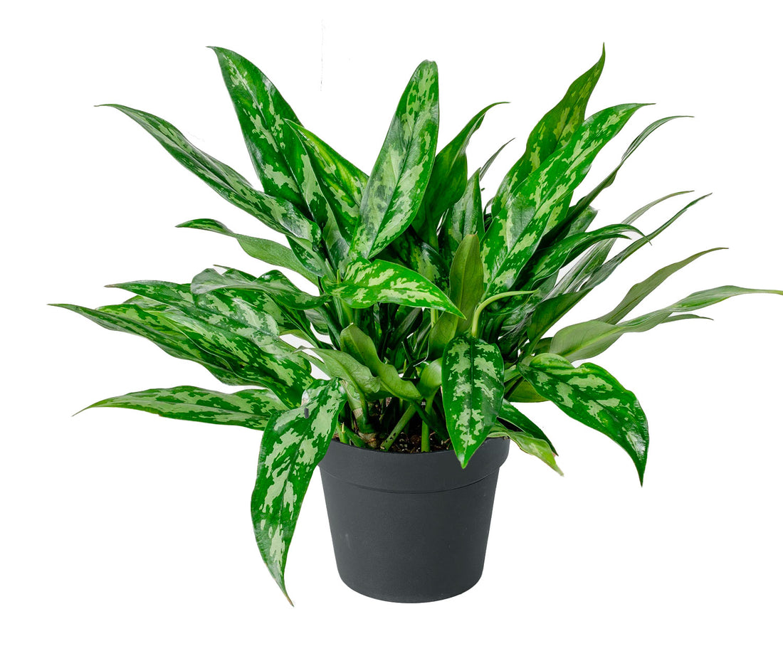 6" Maria Aglaonema