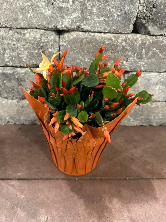Spring Cactus