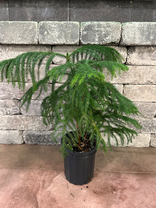 Norfolk Island Pine