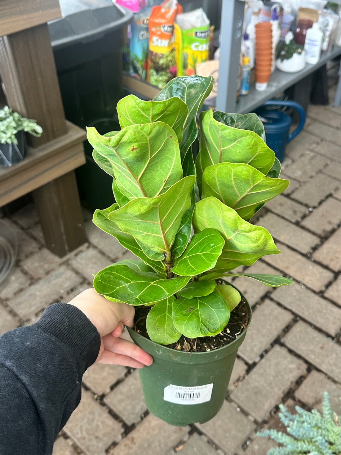 Ficus Lyrata 6"