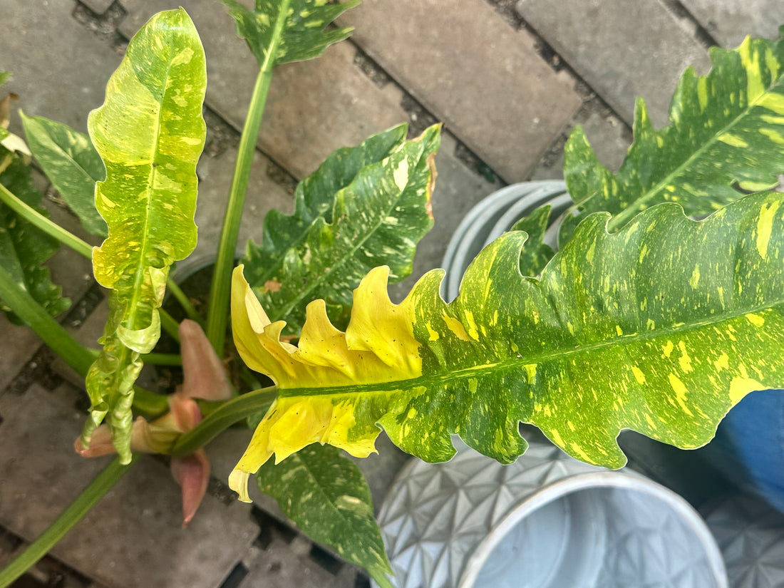 6" Philly Ring of Fire