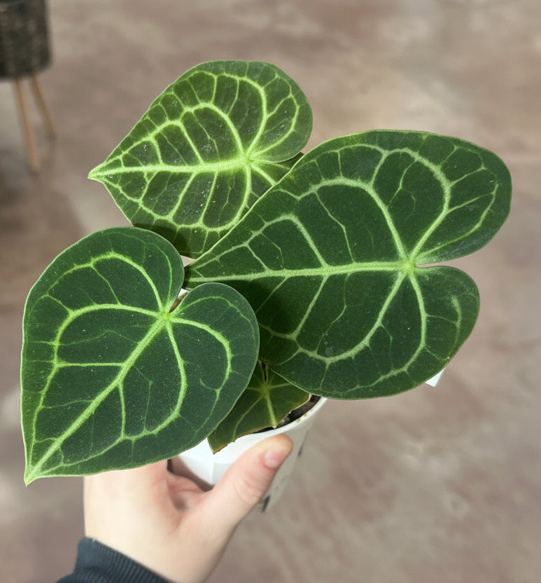 Anthurium Clarinevium ‘Dark Form’