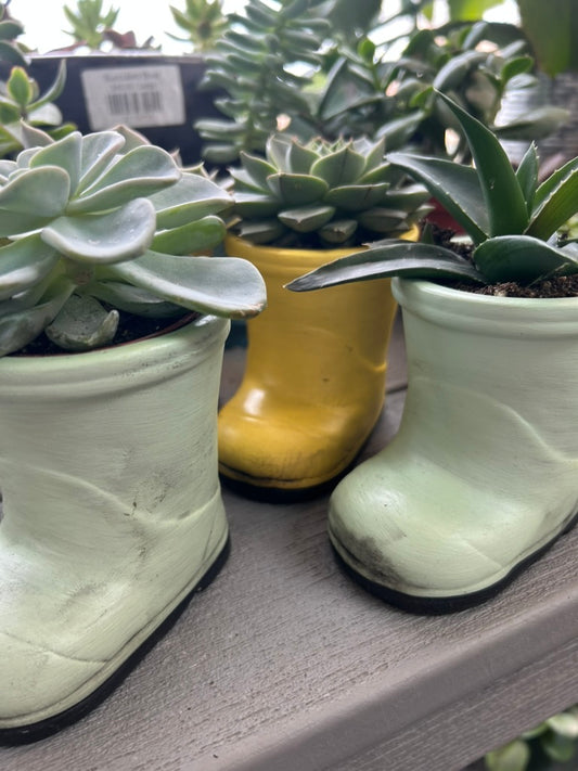 April Showers Succulent