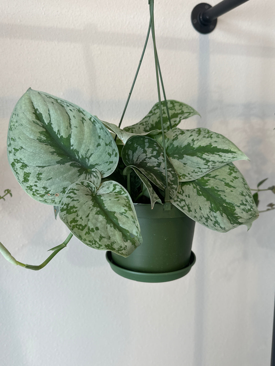 6" Silver Satin Pothos Hanging Basket