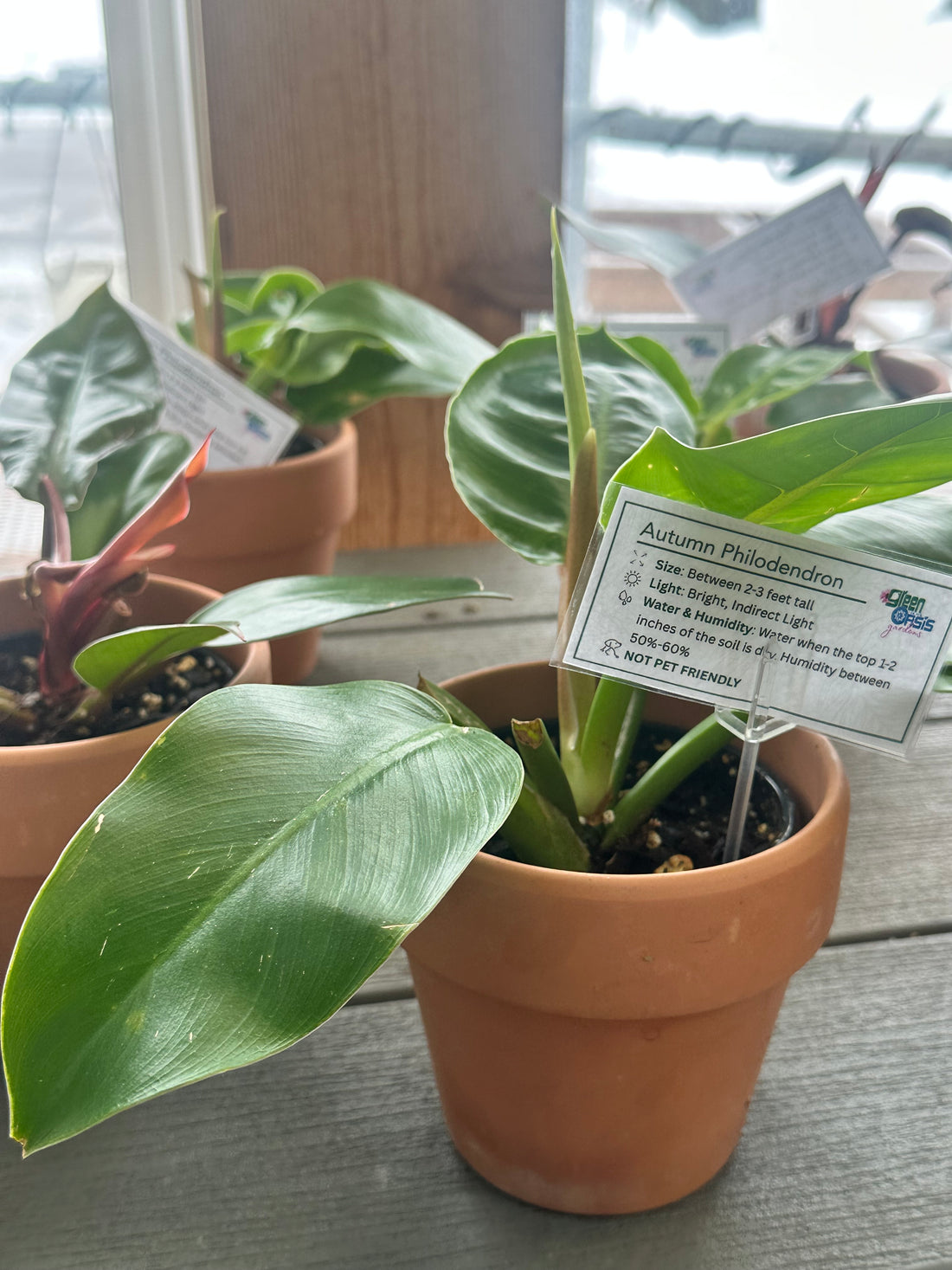 Autumn Philodendron